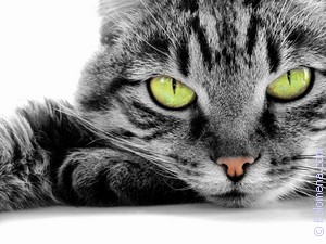 Примета Кот, кошка Примета Кот, кошка