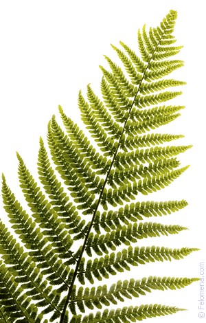 Примета Папоротник Примета Папоротник