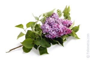 Примета Сирень Примета Сирень