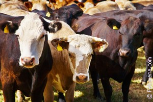 Примета Скот Примета Скот