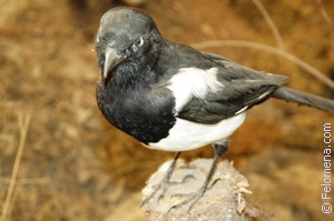 Примета Сорока Примета Сорока