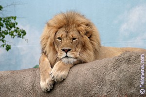 Примета Животные Примета Животные