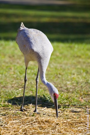 Примета Журавль Примета Журавль