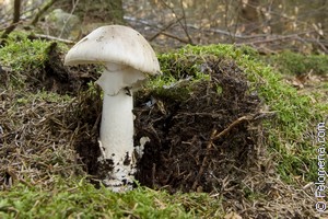 К чему снится Поганка во сне по соннику Сонник Поганка