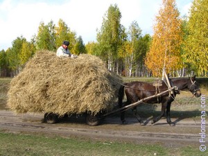 К чему снится Воз во сне по соннику Сонник Воз