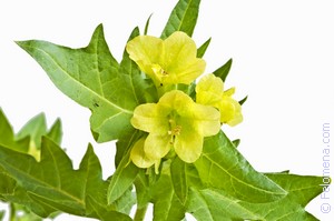 Примета Белена