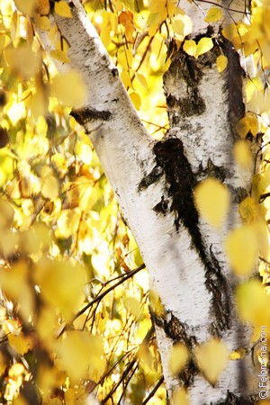 Примета Береза