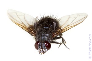 Примета Слепень