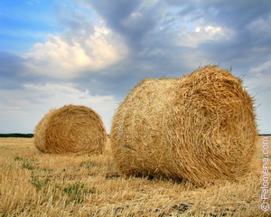 Примета Сноп