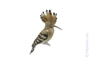 Примета Удод