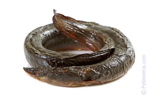 Примета Угорь