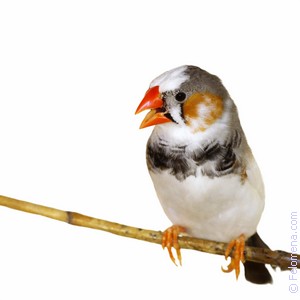 Примета Зяблик