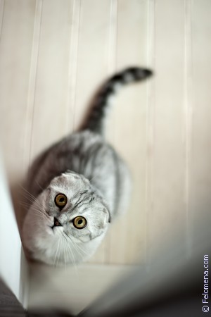 Сонник Брысь