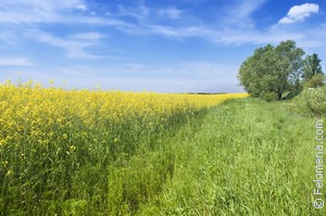 К чему снится Июнь во сне по соннику Сонник Июнь