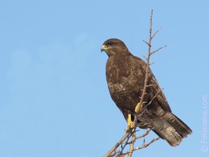 Сонник Канюк