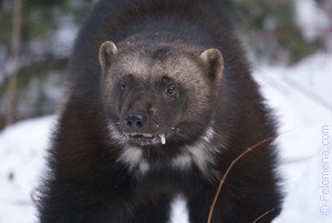 Сонник Росомаха